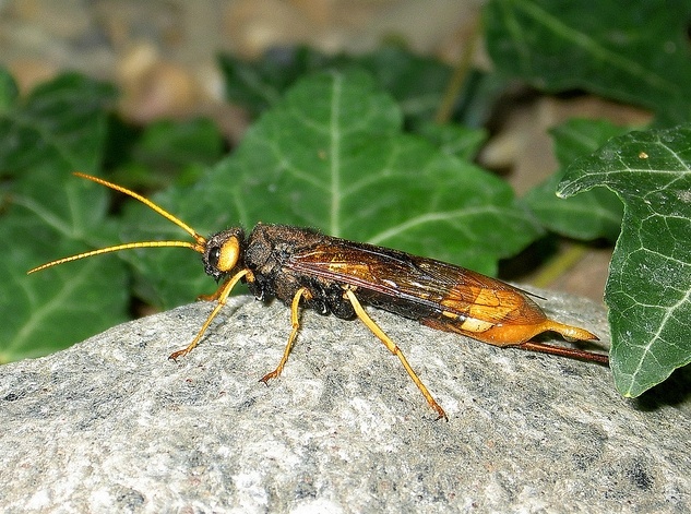 泰加大树蜂知识科普,这些不能错过,应该让更多人知道!