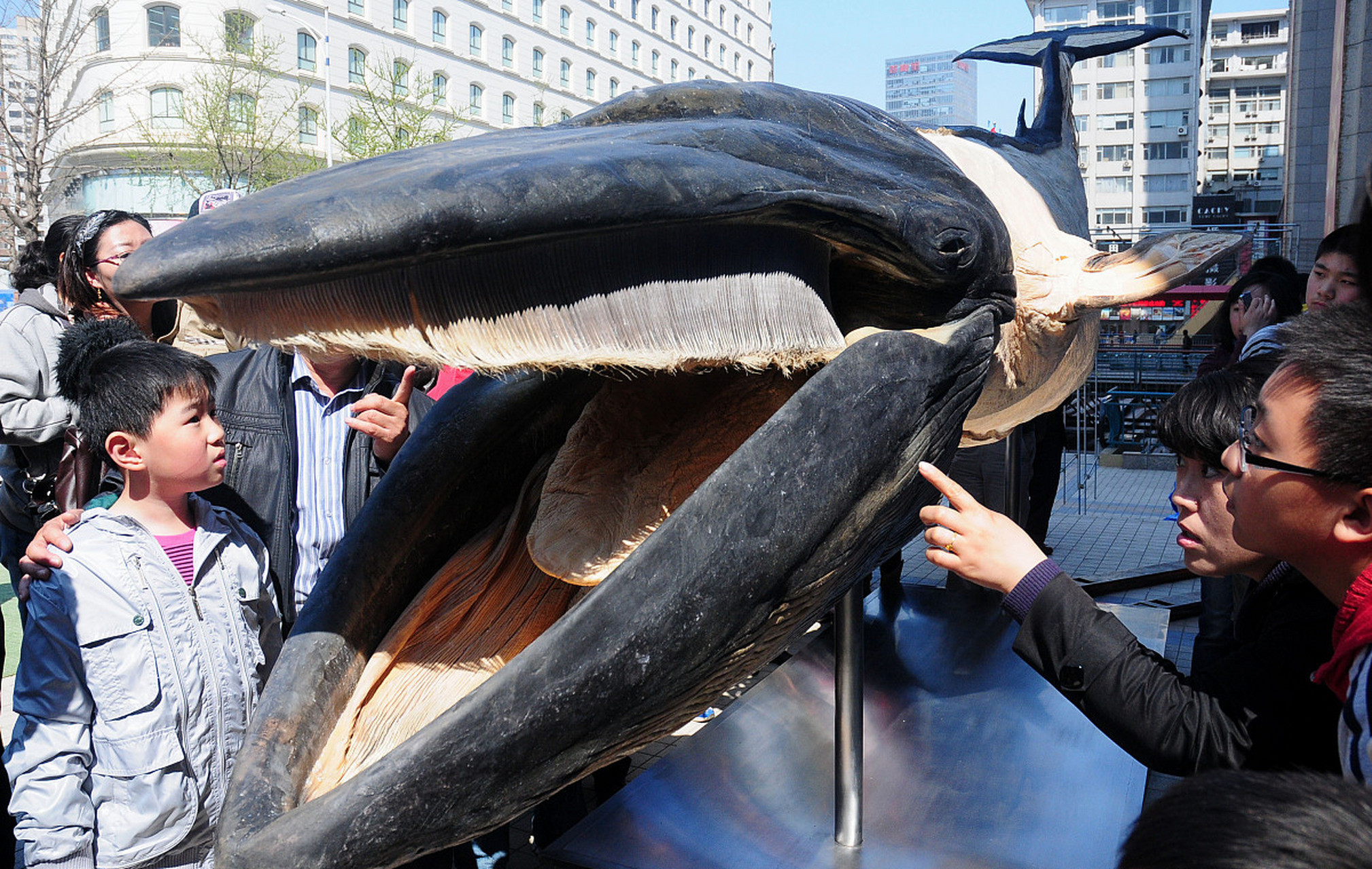 【鲸鱼的奇怪嗓音】 鲸鱼是海洋中最大的动物之一,但是它们的嗓音却很