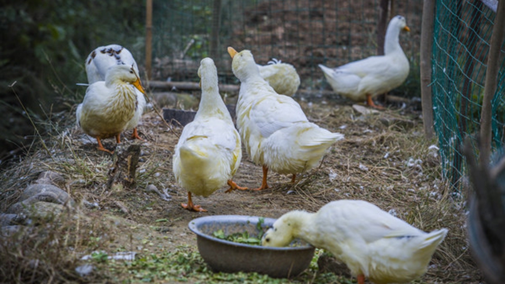 月亏10多万到30万!养鸭要谨慎,这4点你要听!