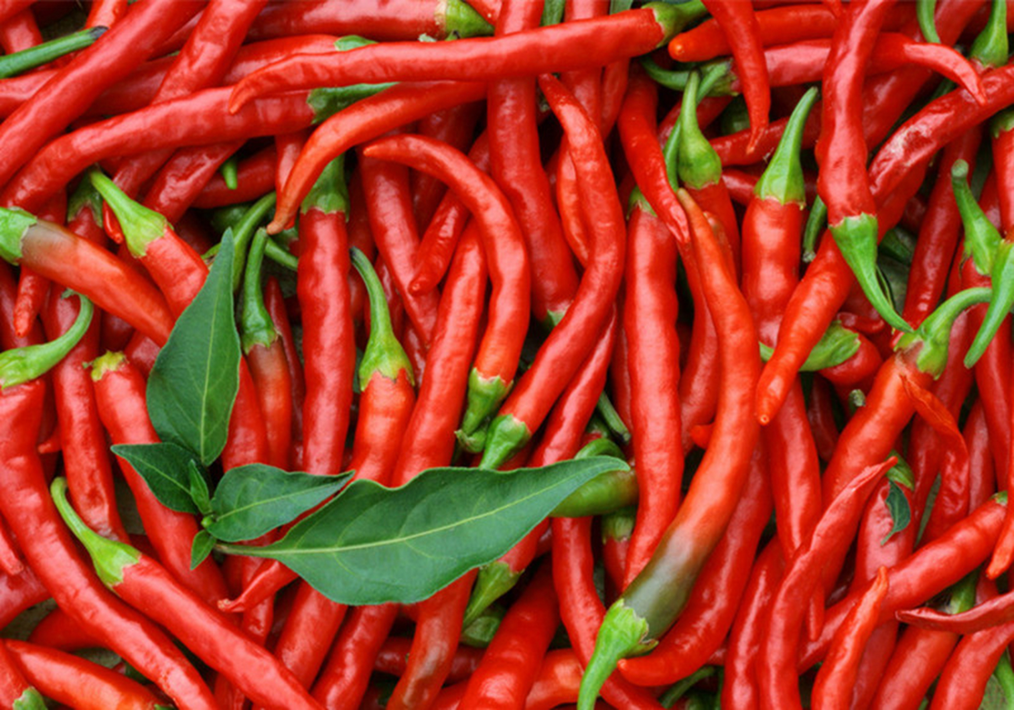 辣椒种植技术 - 2020年最新商品信息聚合专区 - 百度爱采购