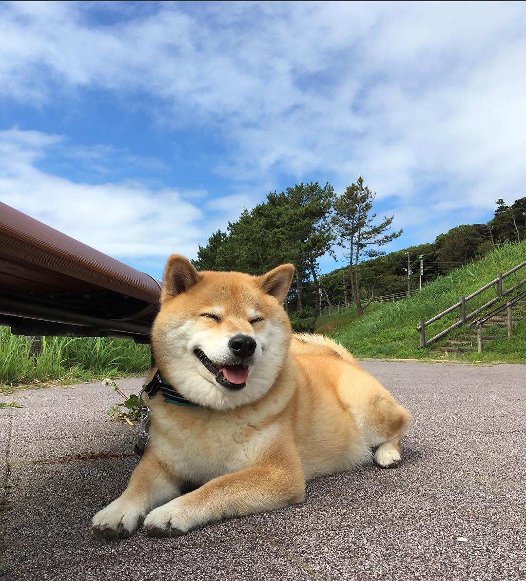 大多数人分不清的秋田犬和柴犬,从外形上来说,到底有