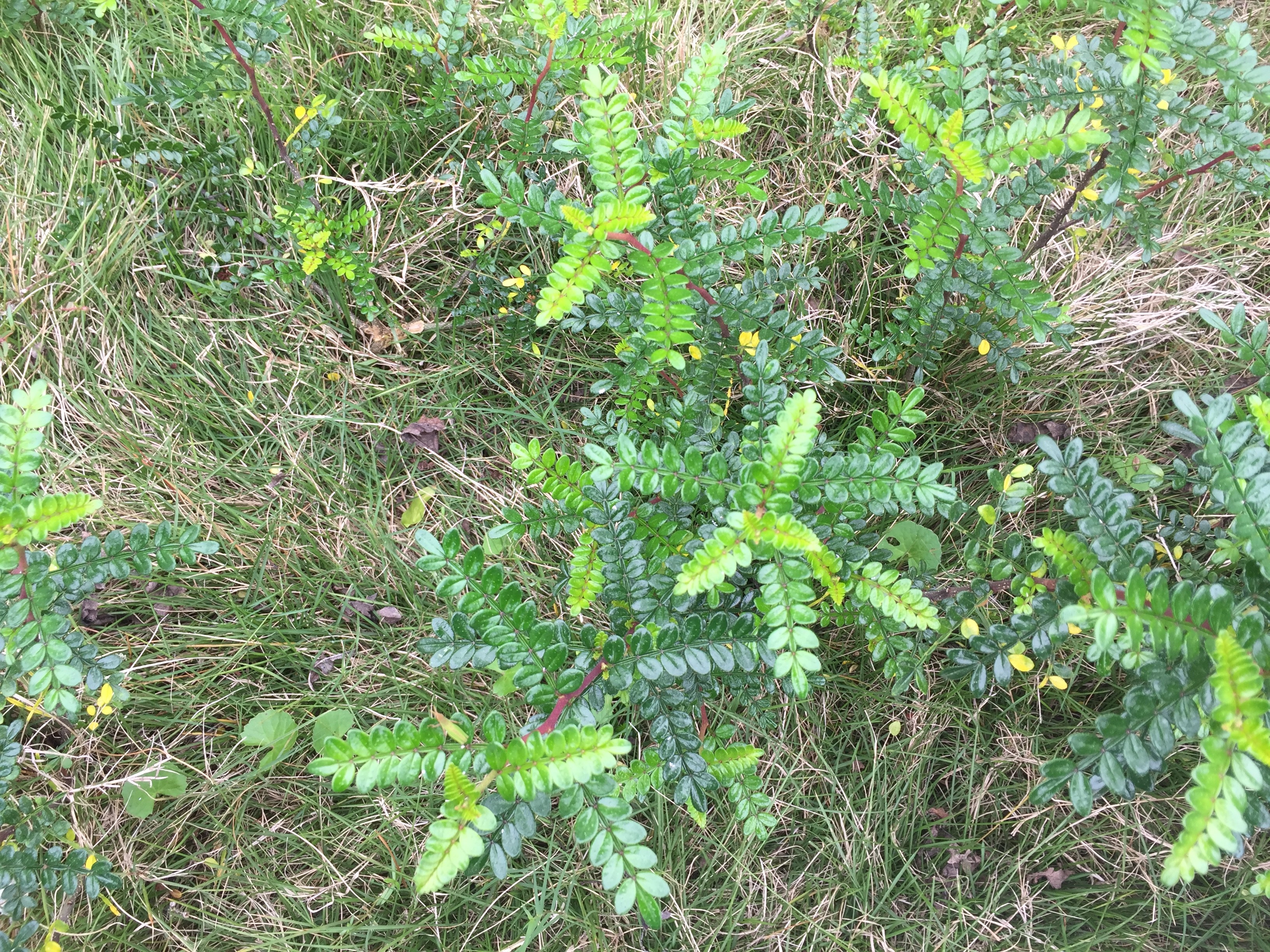 农村一种野草,常被误认为清香木,价值珍贵