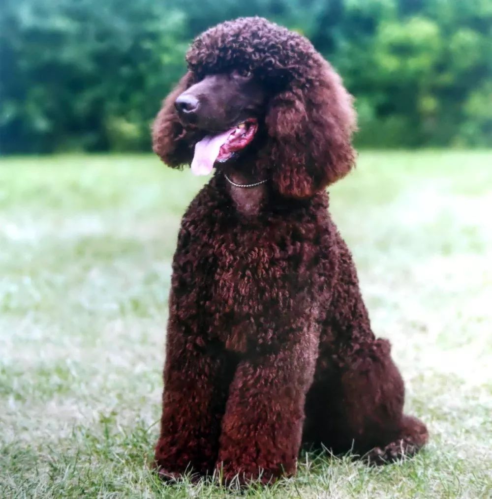 爱尔兰水猎犬怀孕多久生 爱尔兰水猎犬的预产期是什么时候