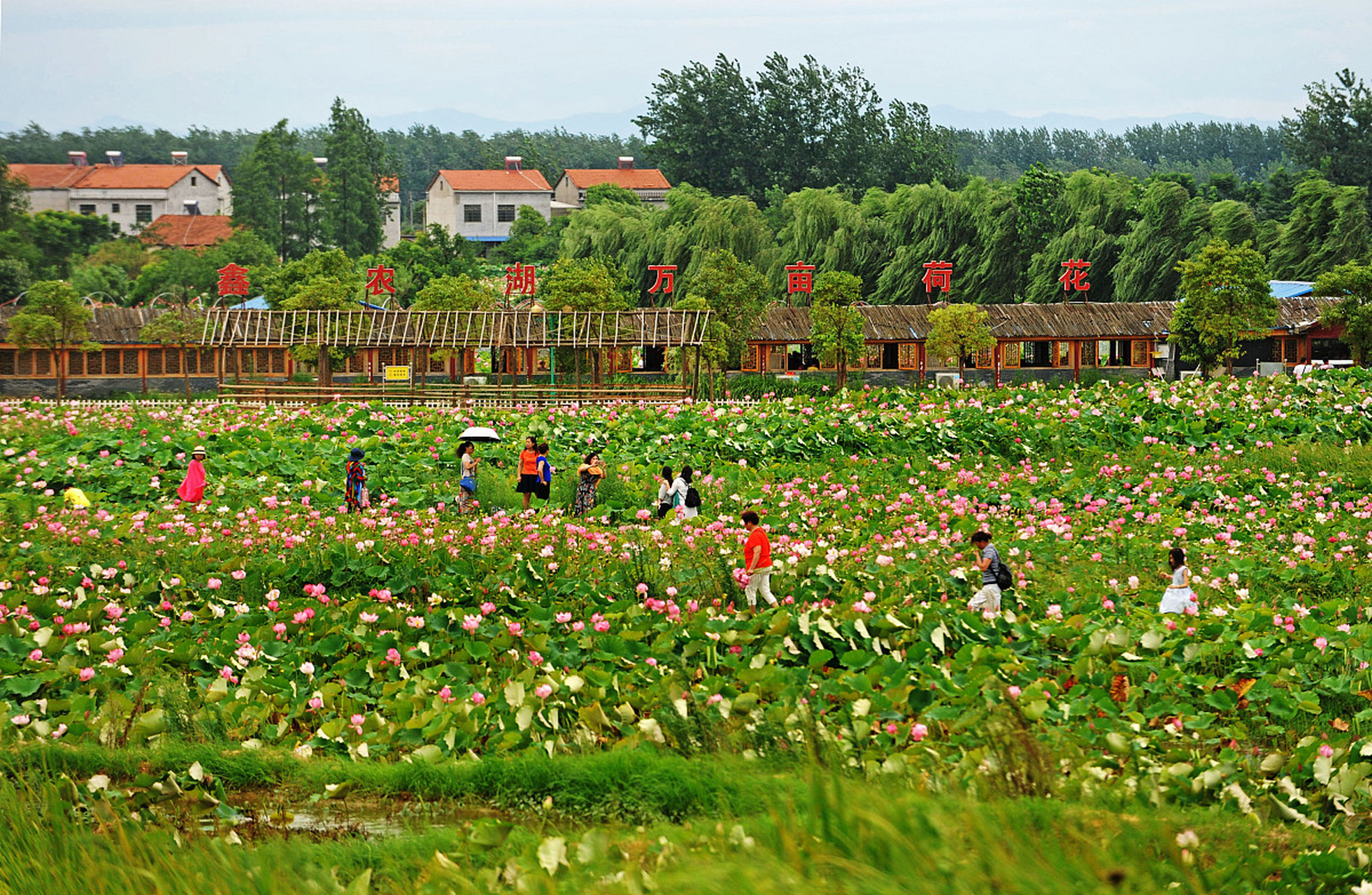 镜头里的春天# 除了自然风光,好花红乡村旅游区还保留着丰富多彩的