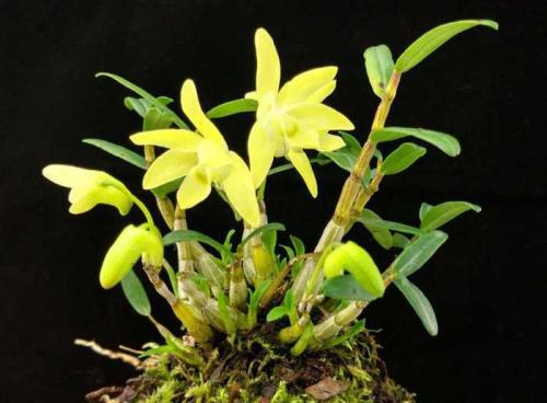 这种"草"可当盆栽又可当食材,目前几百元1斤,人称"还魂草"