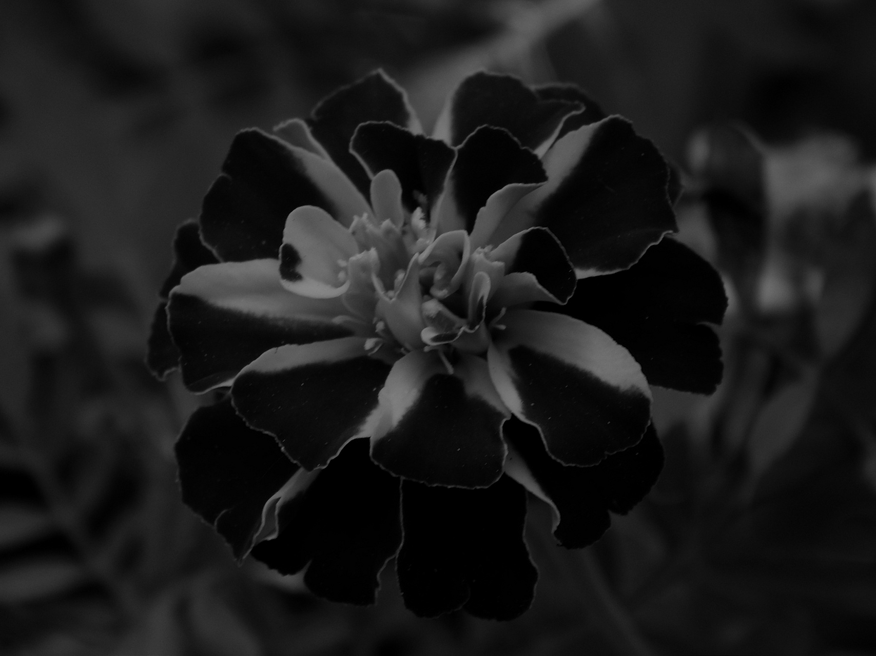 黑色曼陀罗,以其独特的花语,向世人传递着一种深邃而复杂的情感
