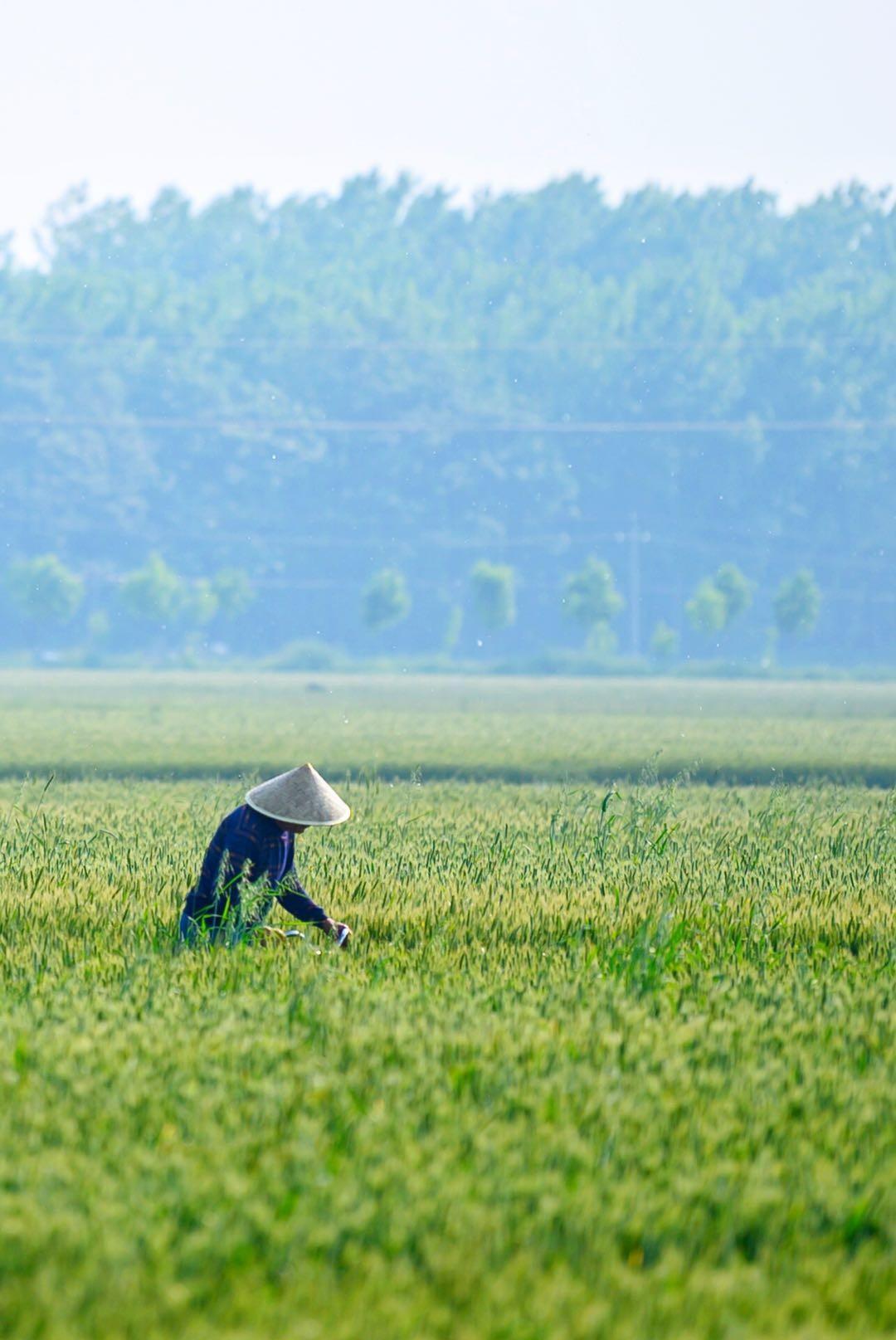 临颍:小猛同学走到田间地头,拍下了这组充满生活气息的乡村照