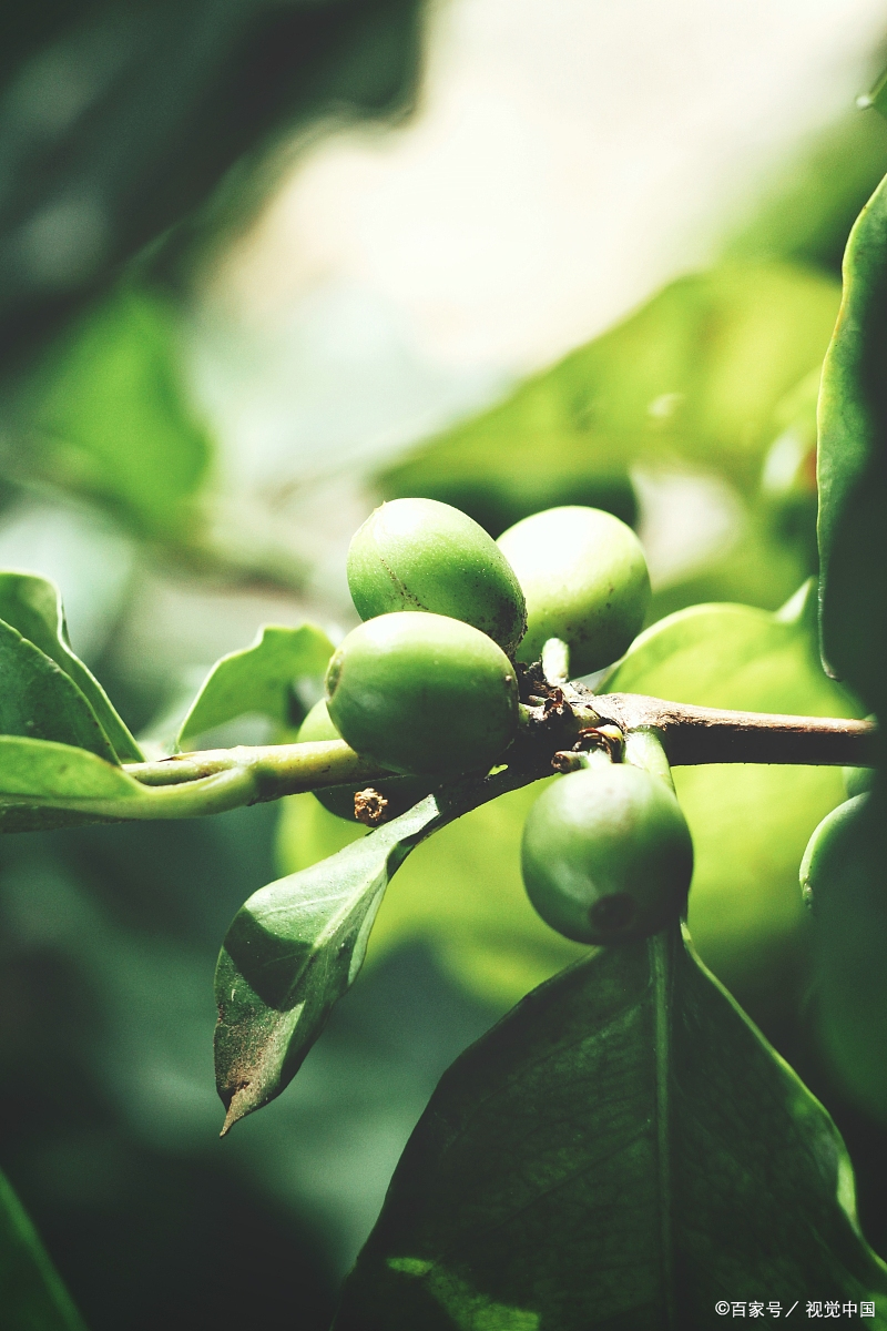 【适用人群】 1,腰围粗,肉肉多,食欲比较旺盛,不好控制,减肥也比较