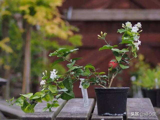 好一朵茉莉花,冬剪千萬不要忘