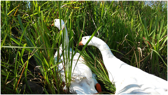 如何养殖草鹅,成为一个资深养殖户,小编把经验传授给你