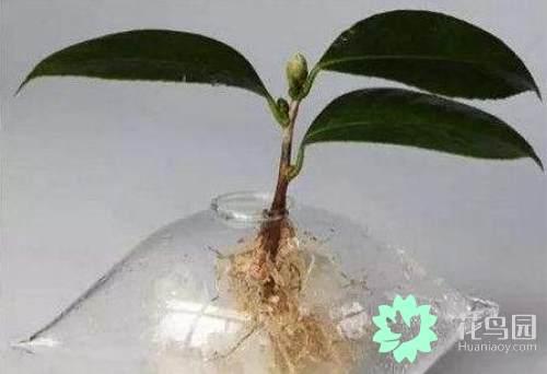 植物分身术——扦插,压条,分枝繁殖