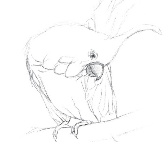 素描動物畫法之鳳頭鸚鵡怎麼畫