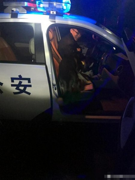 哈士奇冒充警犬,强行上警车!