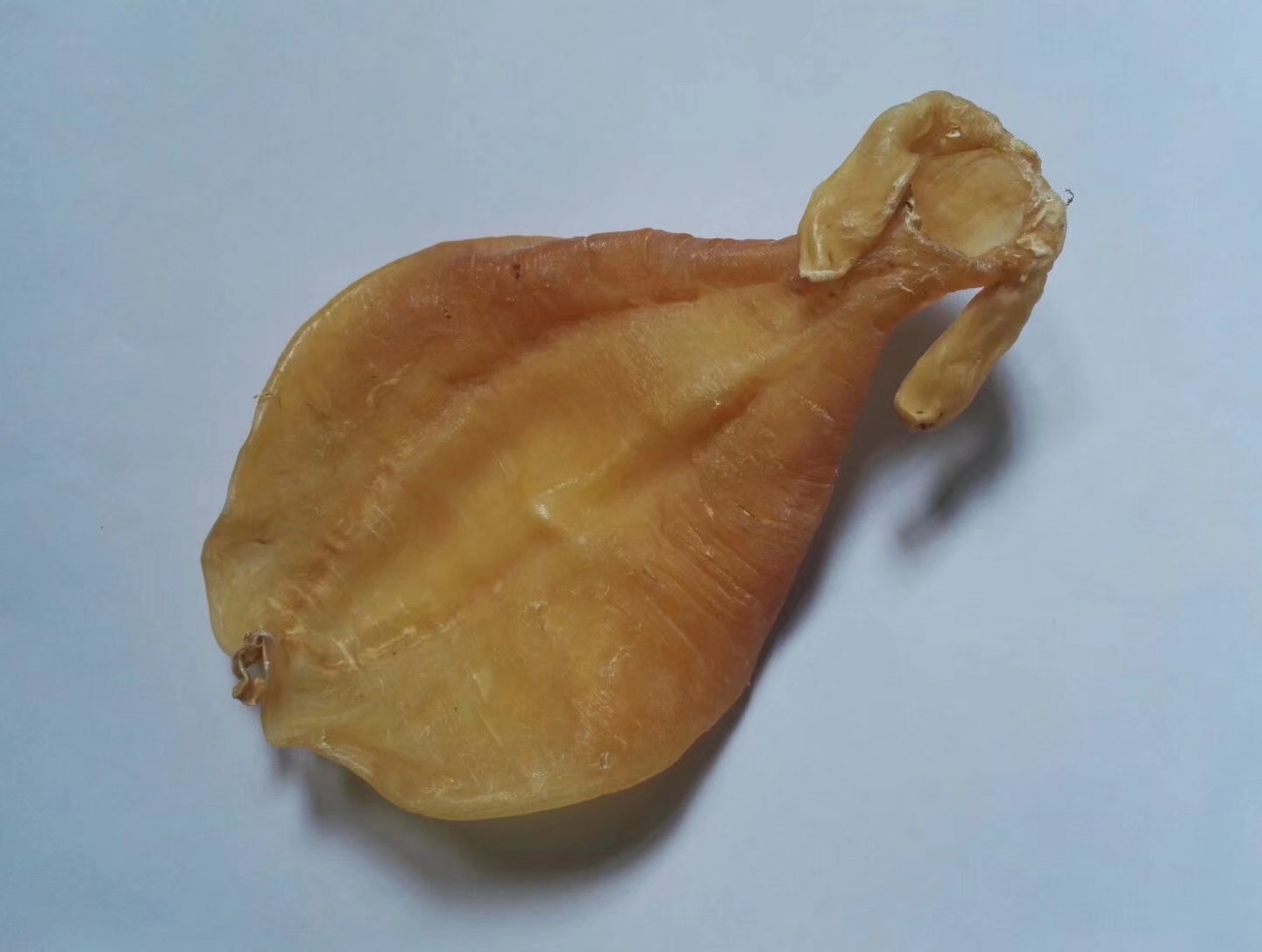 赤嘴鱼胶 baijiahao.baidu.com