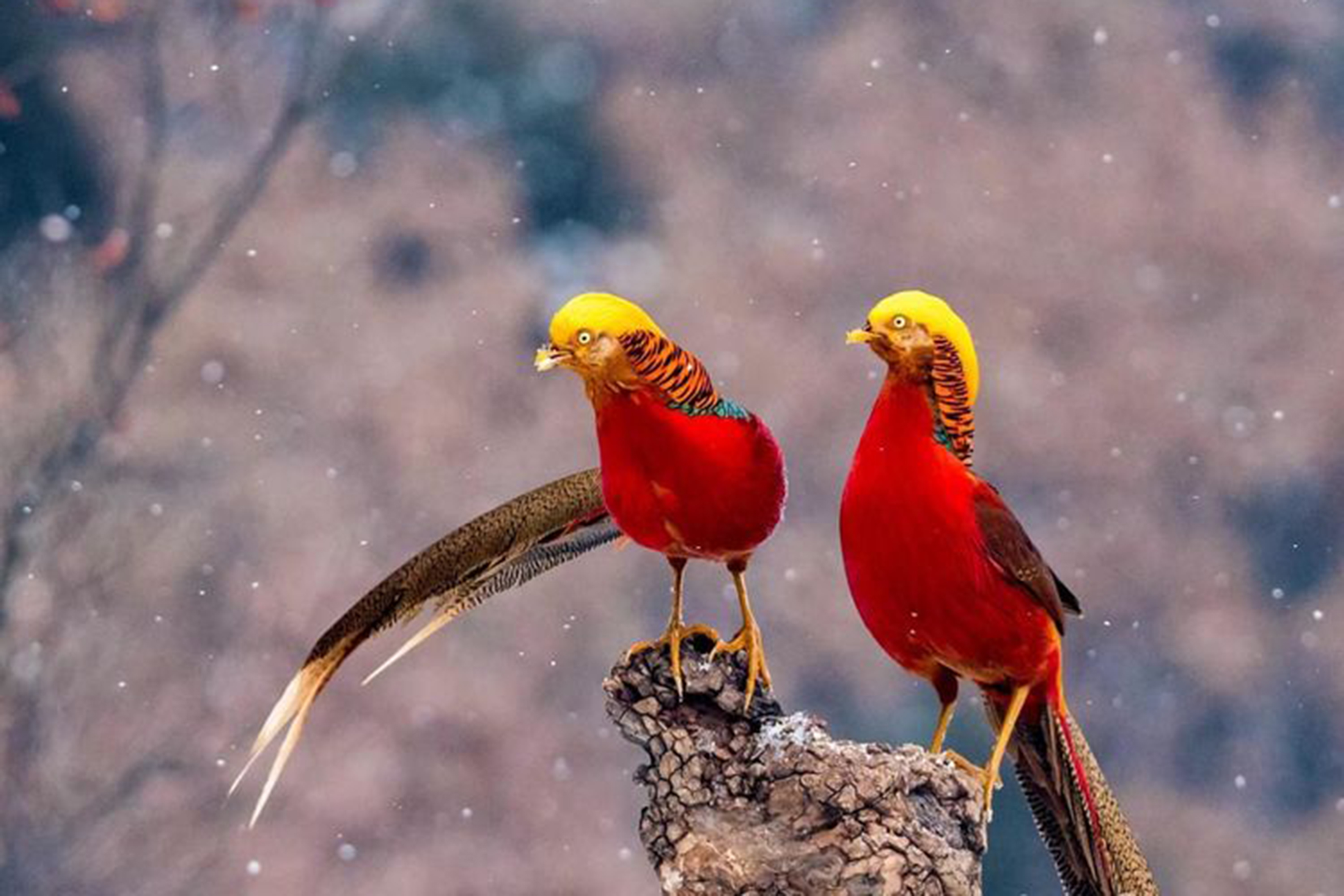 历山之中有精灵 七彩金鸡山中藏