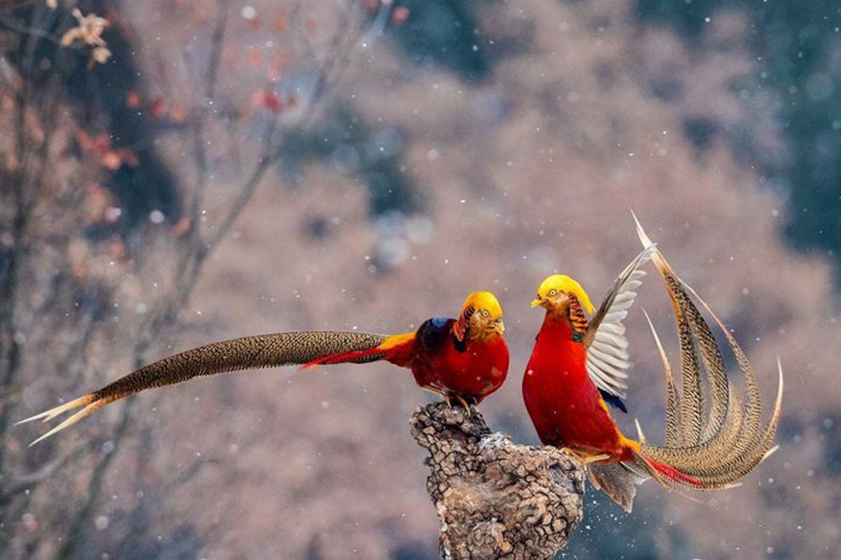 历山之中有精灵 七彩金鸡山中藏