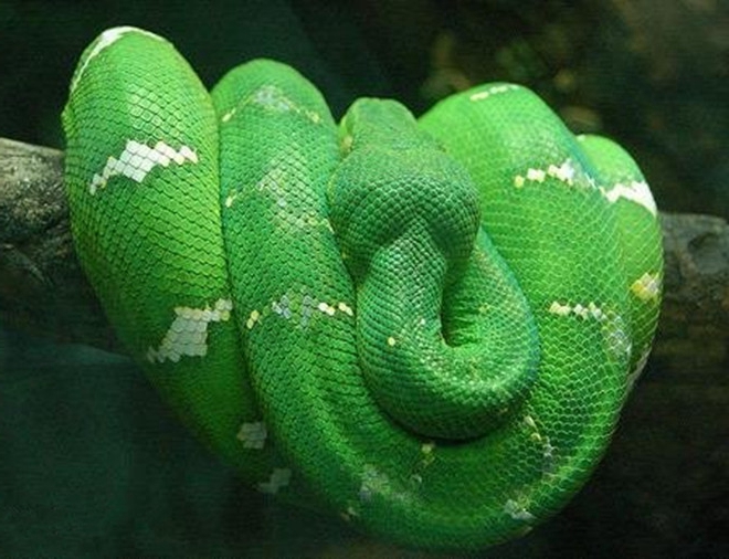 翡翠树蚺:它是一种无毒蛇,生活在南美洲的热带雨林地区,最长可以长到