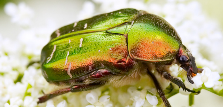 昆虫知识大全,速围观!