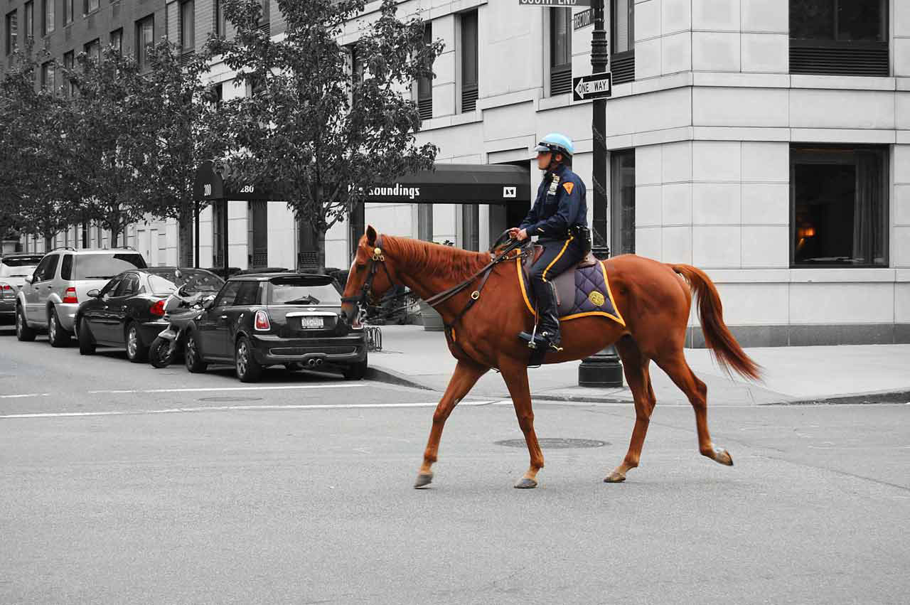 这匹马是警察叔叔的宠物也是坐骑,一听到音乐就跳舞!太不正经