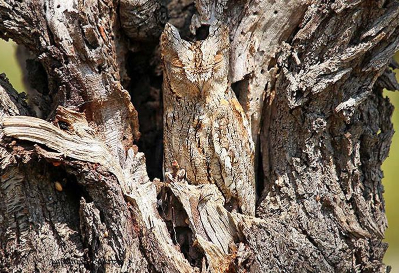 考考你的眼力,看出5只动物正常,7只眼力好,全看出来的眼力超神