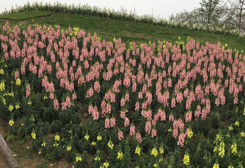 这个周末陪你去逛马可波罗花世界