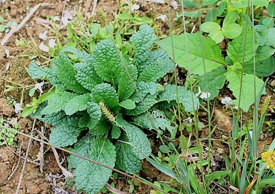 这种毫不起眼的"雪见草",很多人不待见它,农民却靠它止咳!