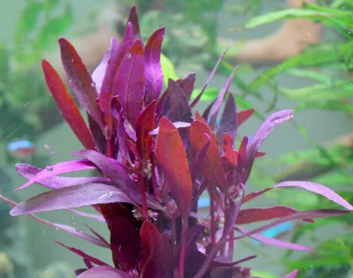 水草百科—中景草紫丁香