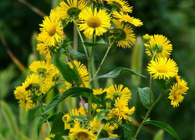 农村的山野小径常见的一种小黄花,可以有清热解毒的作用!