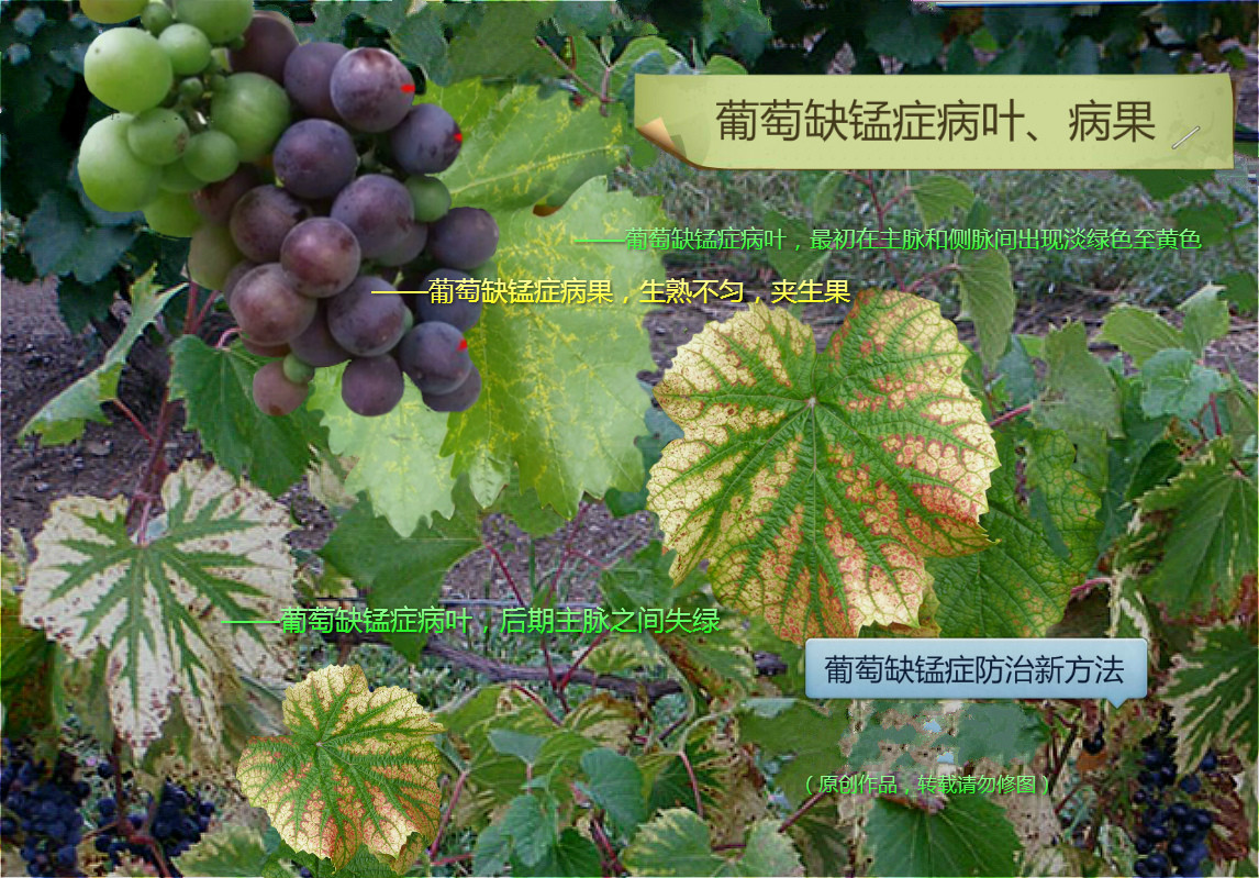 《葡萄缺素症的判断与补救措施》