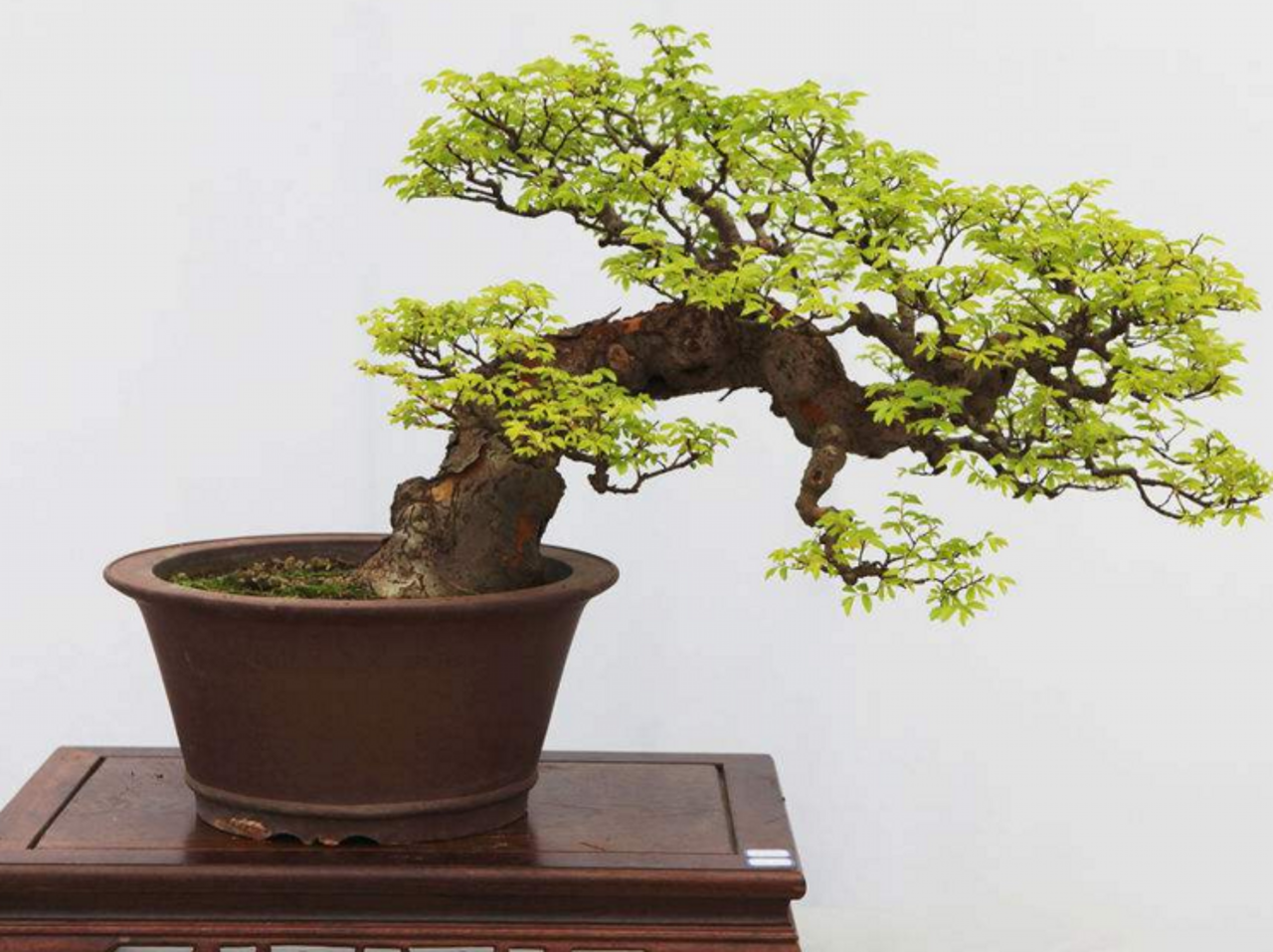 雀梅盆景艺术:视觉上的享受,境界上的升华