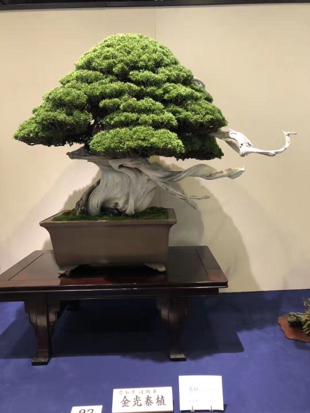 日本的国风盆景展,在你看来怎么样?