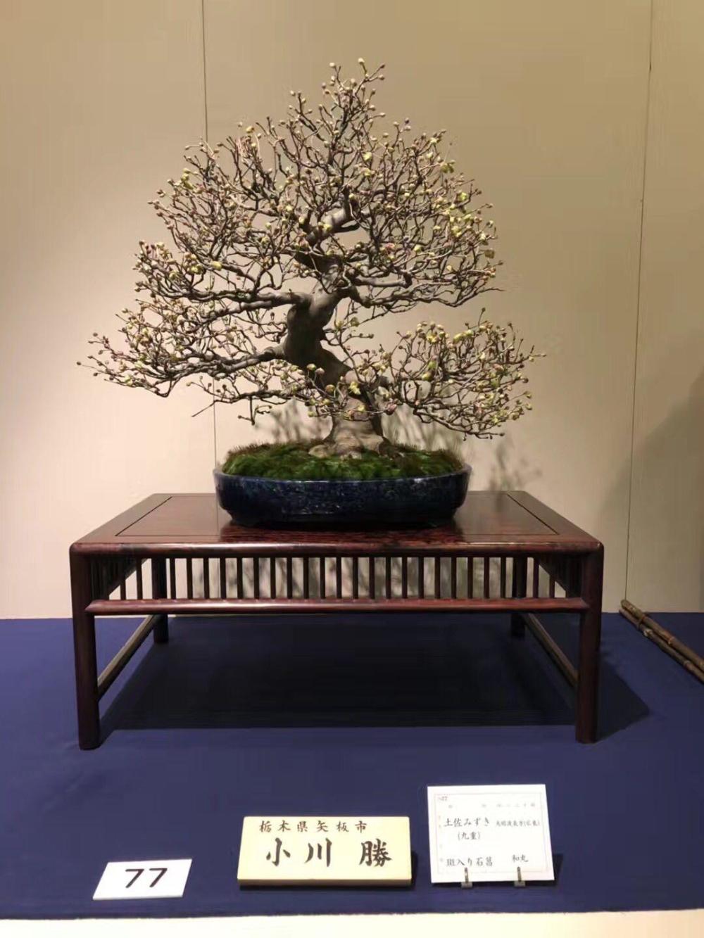 日本的国风盆景展,在你看来怎么样?