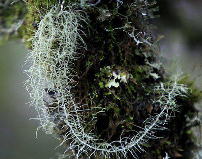 乡下这种野菜长得像胡须,只长在树皮上,你看见了都未必认识!