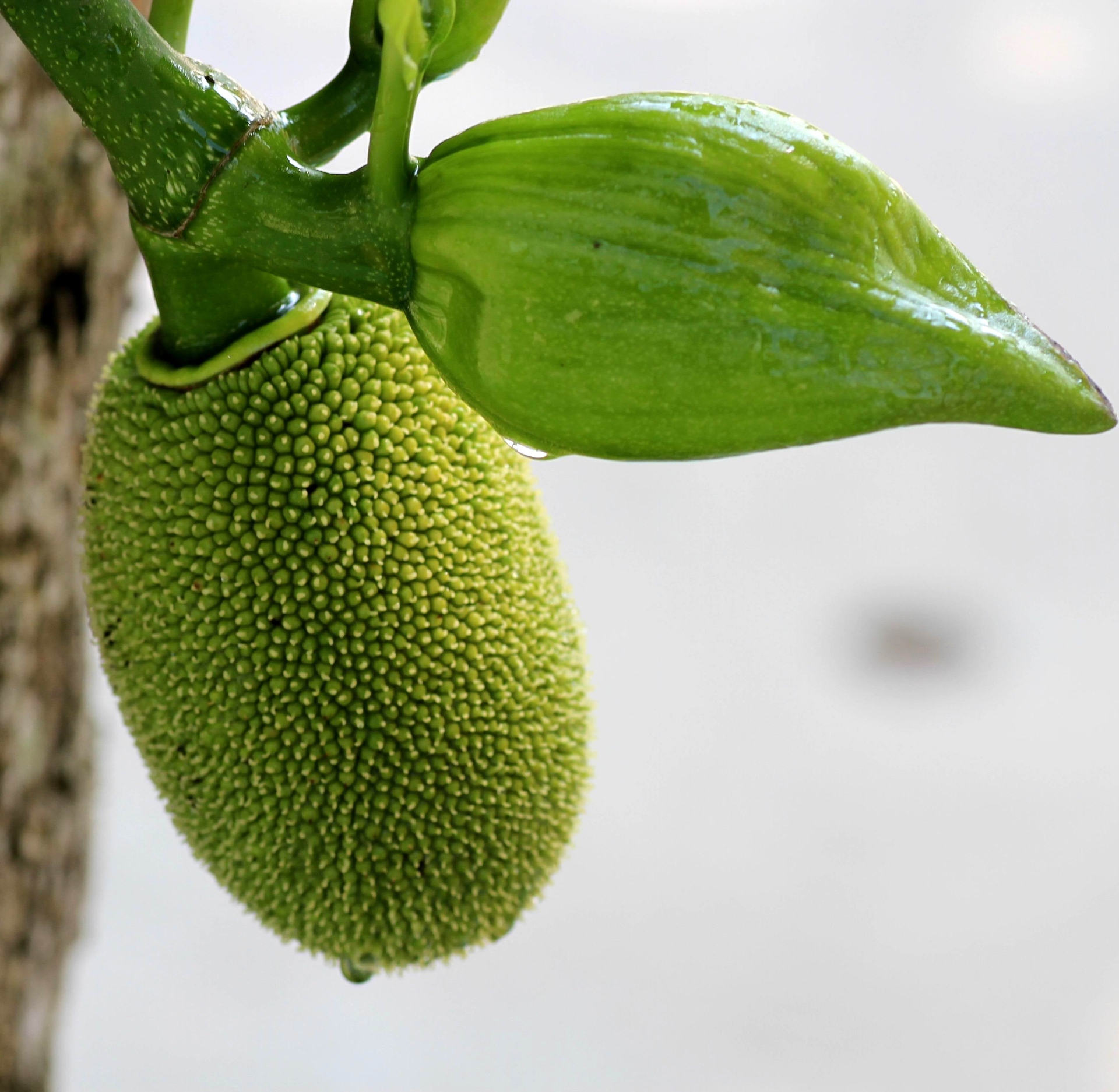 教你几个菠萝蜜的吃法