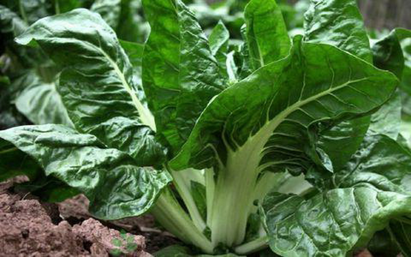 奶奶带我去菜地里采过的一种菜,我们那里叫金叶菜奶奶说它很好