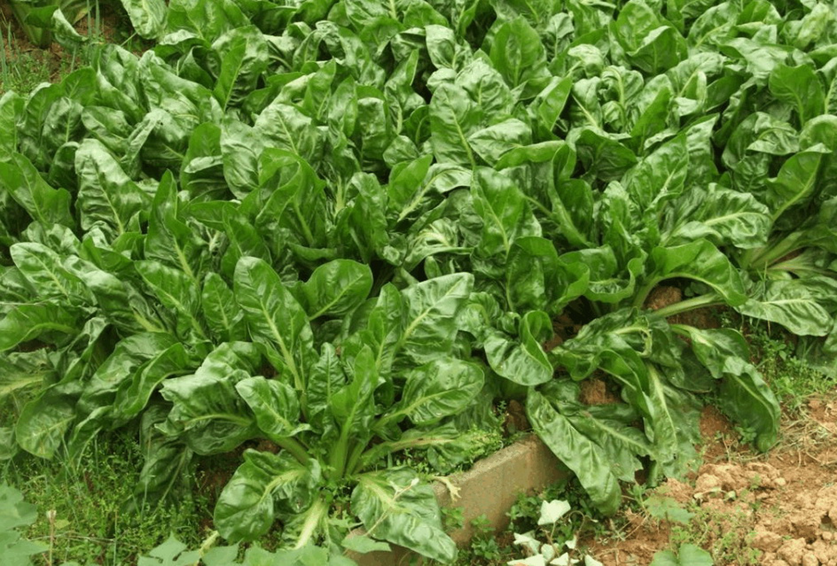 奶奶带我去菜地里采过的一种菜,我们那里叫金叶菜奶奶说它很好