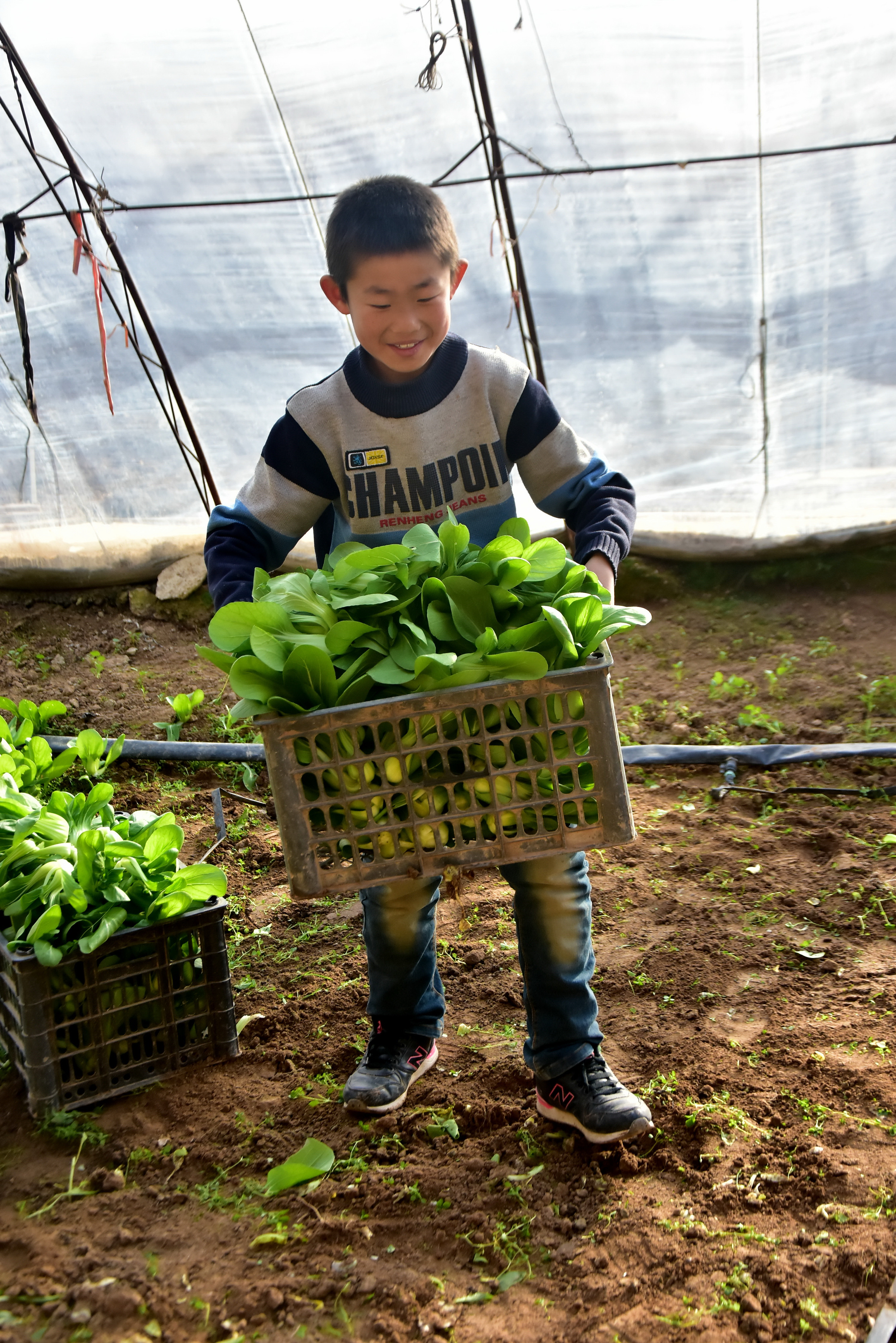 年关,北方大棚菜价低雇工贵,种菜农民只好把老家小孩子弄来帮忙