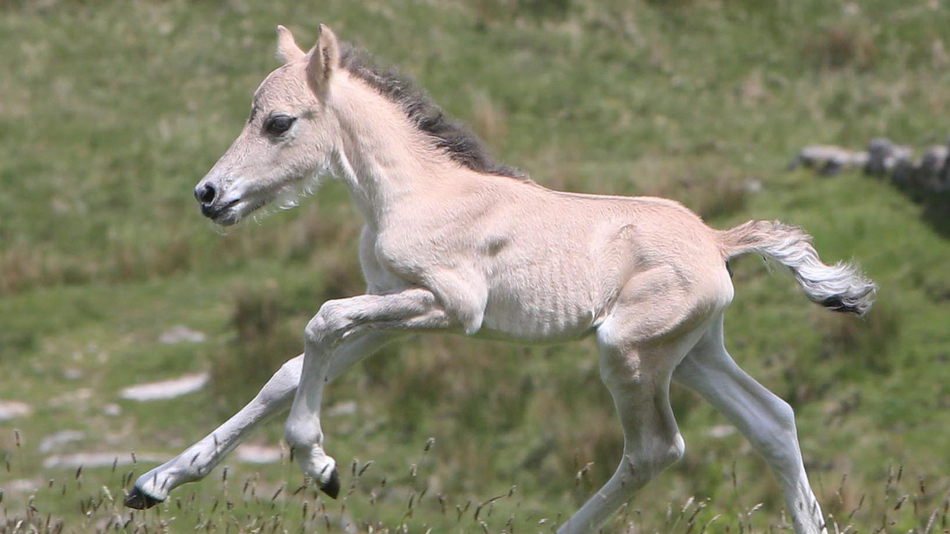 小马驹遭遗弃英国母女帮其寻母