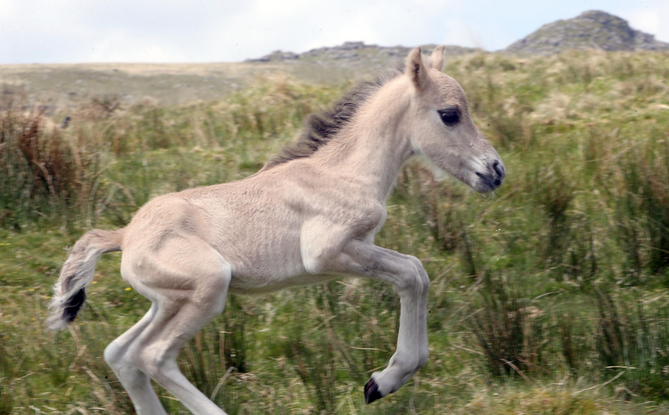 小马驹遭遗弃英国母女帮其寻母