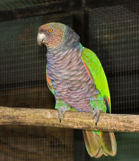 亚马逊鹦鹉美丽,聪明,善解人意,长寿,都是受人宠幸的原因