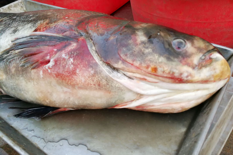 大块头淡水鱼出现菜市场 大鱼引发市民好奇 适合大家庭团聚食用