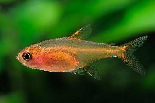 世界上最奇葩的海鱼,能喷3米长"火焰",如今成火爆"宠物"!