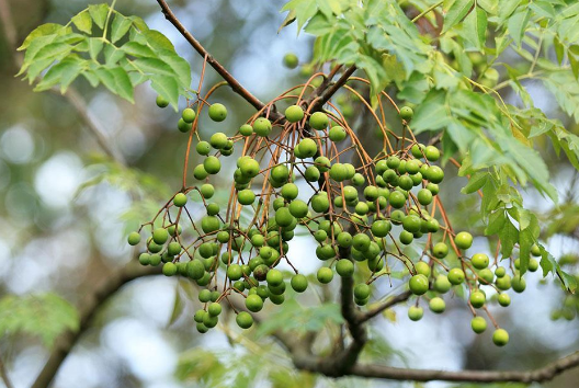 大山里这无人问津的"苦楝树,你认识么?它的这些功效你了解么