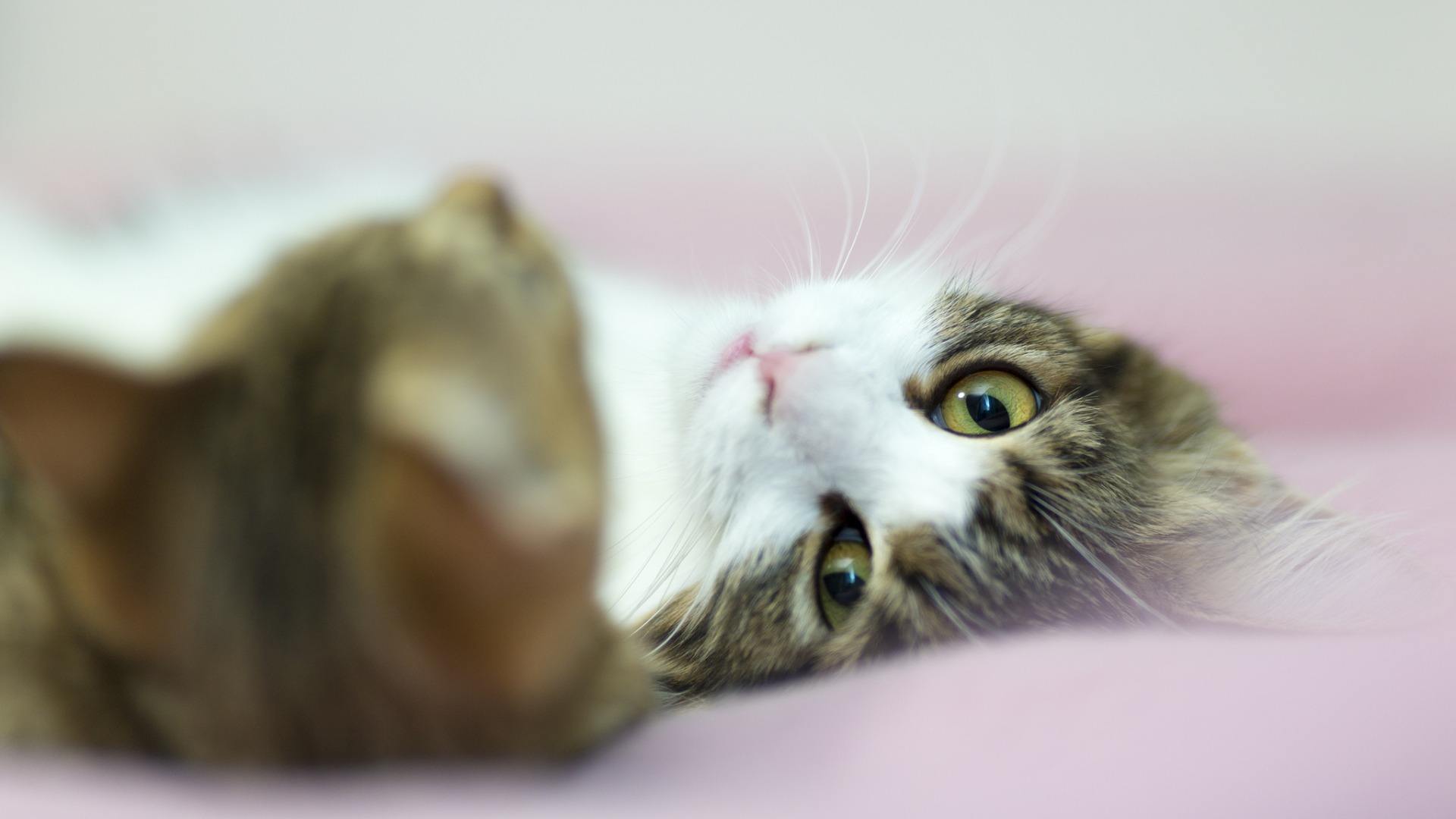 懒散的喵星人图片