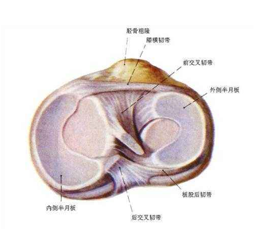 三天消除症狀,一週根治,快收藏起來,治療半月板損傷的妙招在這