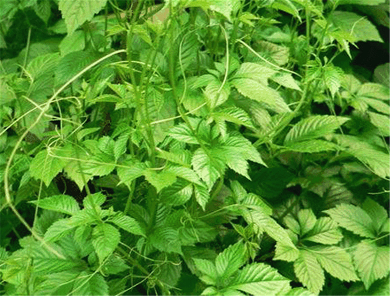 这种野草号称"南方人参",还能降三高,你知道吗?