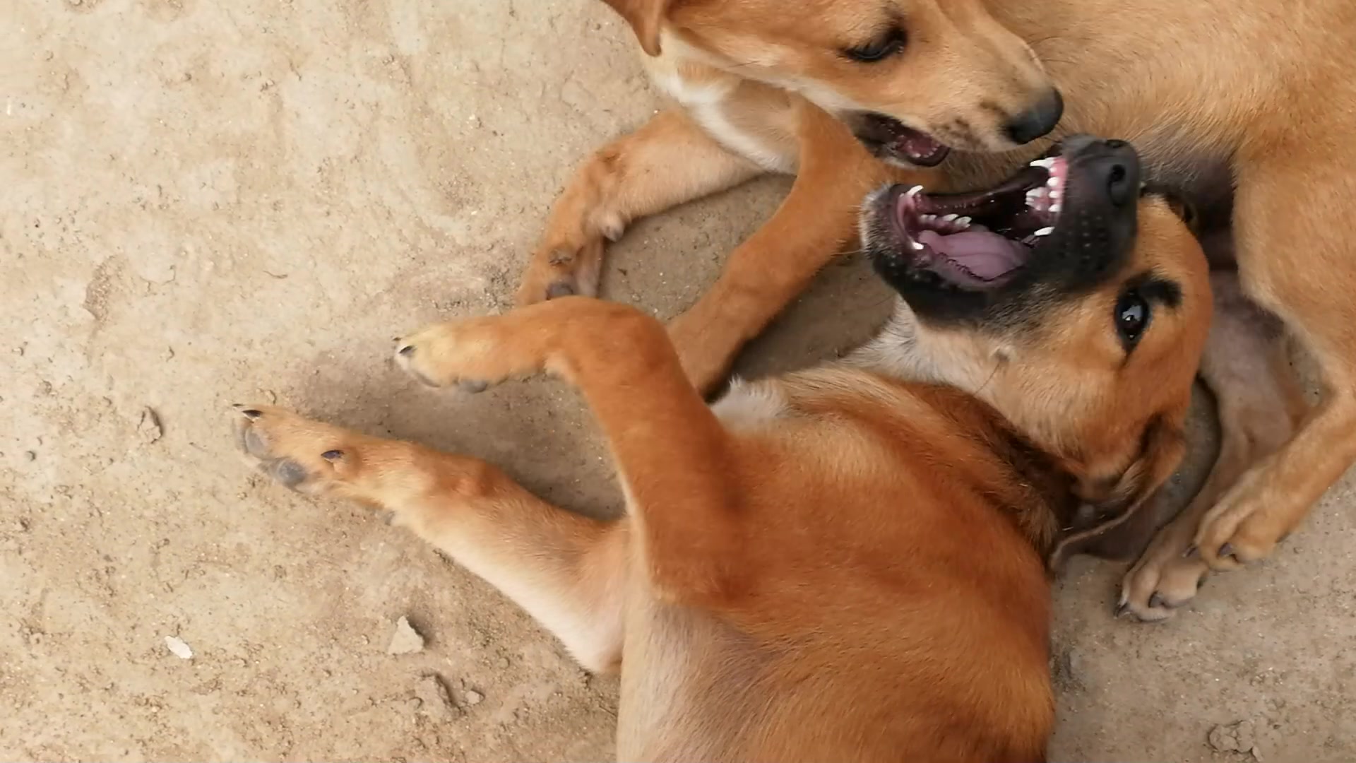 两只狗狗打起来了你该怎么办