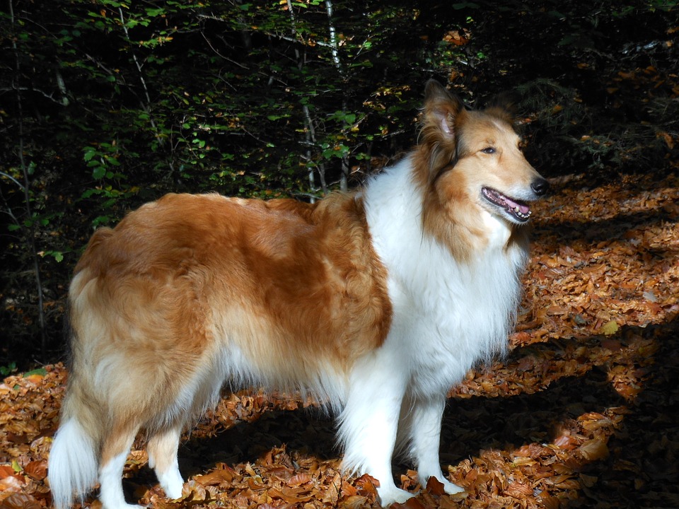 原來哈士奇和蘇格蘭牧羊犬的祖先都是它,厲害了