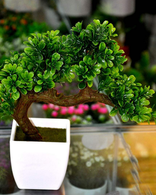 微缩盆景艺术鉴赏:藏而不露,小中见大