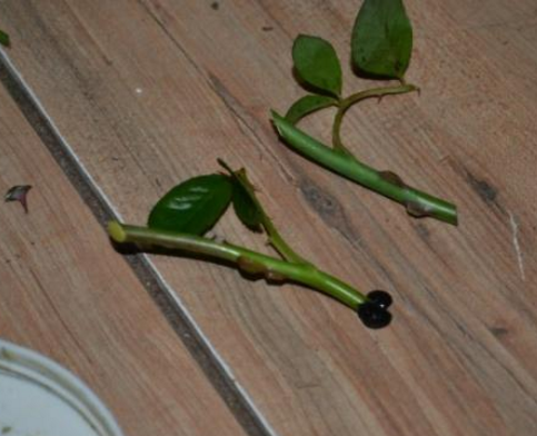 浅谈:对月季硬枝扦插繁殖技术的研究